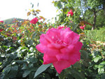 IMG_0289.jpg