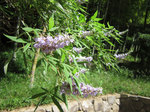 IMG_0486.jpg