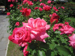 IMG_0514.jpg