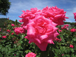 IMG_0535.jpg