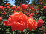 IMG_0543.jpg
