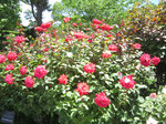 IMG_0552.jpg