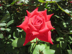 IMG_0554.jpg