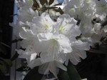 IMG_0592.jpg