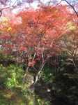 IMG_0983.jpg