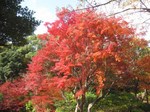 IMG_0991.jpg