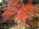 IMG_1001.jpg