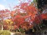 IMG_1011.jpg