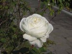 IMG_1251.jpg
