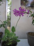 IMG_1530.jpg