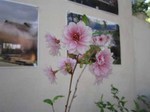 IMG_1533.jpg