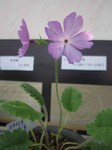 IMG_1535.jpg
