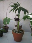 IMG_1541.jpg