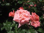 IMG_2990.jpg
