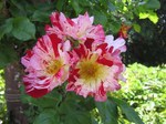 IMG_3014.jpg