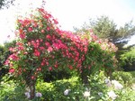 IMG_3016.jpg