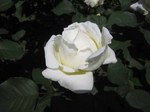 IMG_3033.jpg