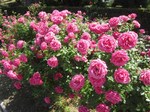 IMG_3044.jpg