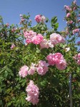 IMG_3086.jpg