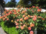 IMG_3117.jpg