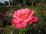 IMG_3199.jpg