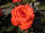 IMG_3214.jpg