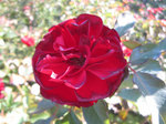 IMG_3231.jpg