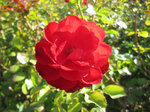 IMG_3232.jpg
