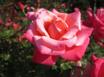 IMG_3237.jpg