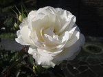 IMG_3270.jpg
