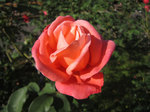 IMG_3637.jpg