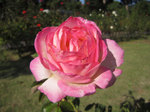 IMG_3651.jpg
