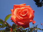 IMG_3663.jpg