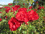 IMG_3665.jpg