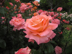 IMG_3906.jpg