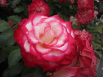 IMG_3926.jpg
