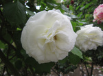 IMG_3970.jpg