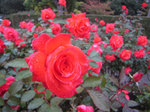IMG_4050.jpg