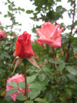 IMG_4062.jpg