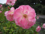 IMG_4075.jpg