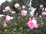 IMG_4084.jpg