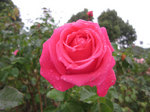 IMG_4091.jpg