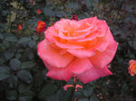 IMG_4096.jpg