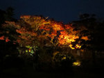 IMG_4900.jpg