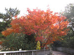 IMG_5275.jpg