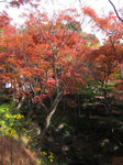 IMG_5297.jpg
