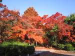 IMG_5640s.jpg