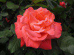 IMG_6832.jpg
