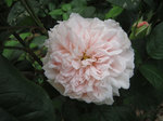 IMG_6837.jpg