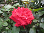 IMG_6844a.jpg